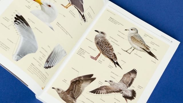Gulls of Europe, North Africa, and the Middle East 2 pages angled
