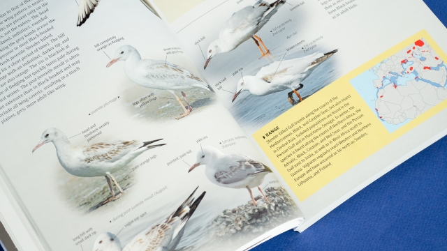 Gulls of Europe, North Africa, and the Middle East 2 pages - page bottom closeup