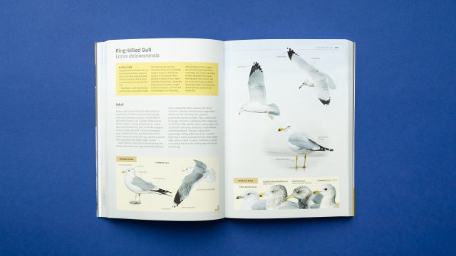 Gulls of Europe, North Africa, and the Middle East 2 pages - Ring-billed gull entry