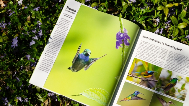 Hummingbirds - Introduction image