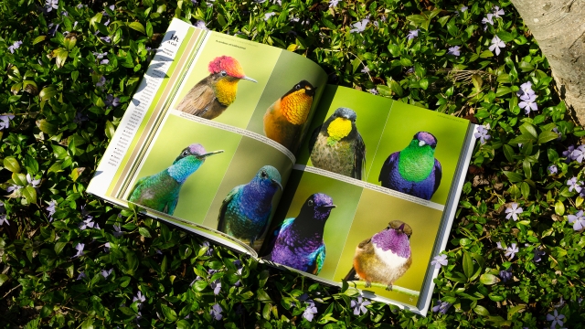 Hummingbirds - 2 page 8 bird spread