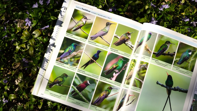 Hummingbirds - 2 page 10+ bird spread