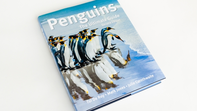 Penguins cover on angle