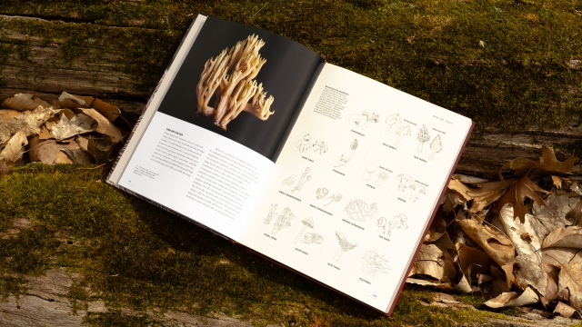 The Lives of Fungi - angled illustration and text 2 page spread