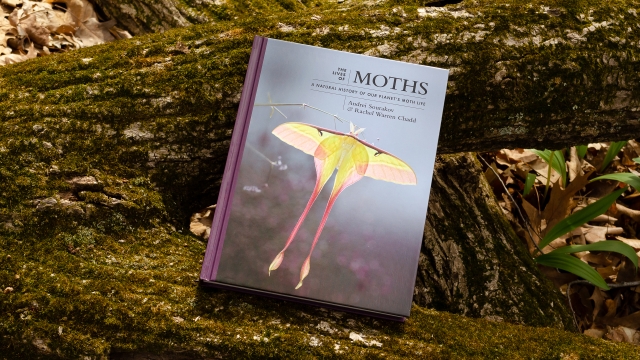 The Lives of Moths front cover