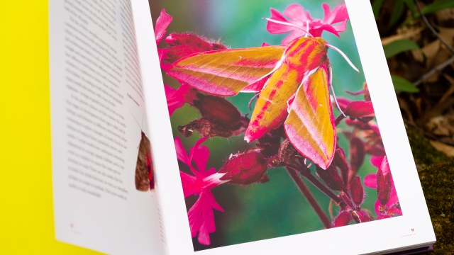 The Lives of Moths colorful moth illustration