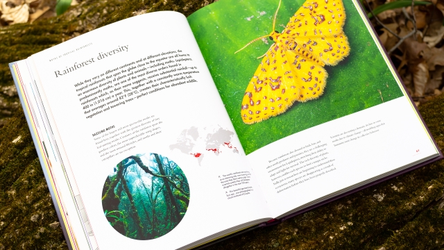The Lives of Moths - Rainforest diversity images