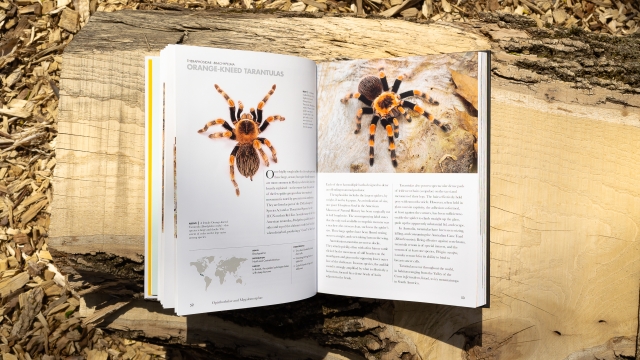 Spiders of the World - Orange-kneed tarantulas