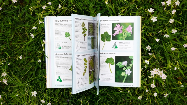 Field Guide to Coastal Wildflowers - page flip image