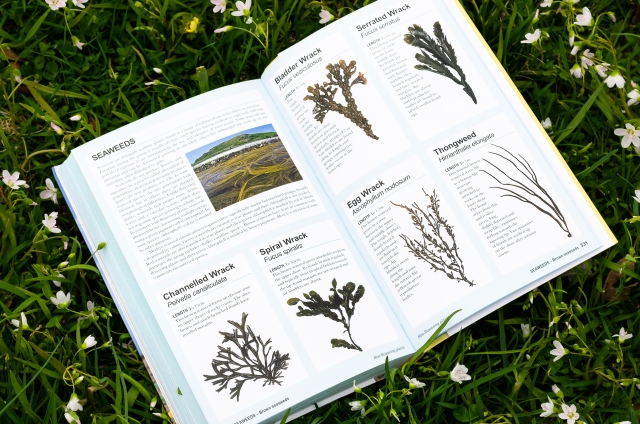 Field Guide to Coastal Wildflowers - Seaweeds