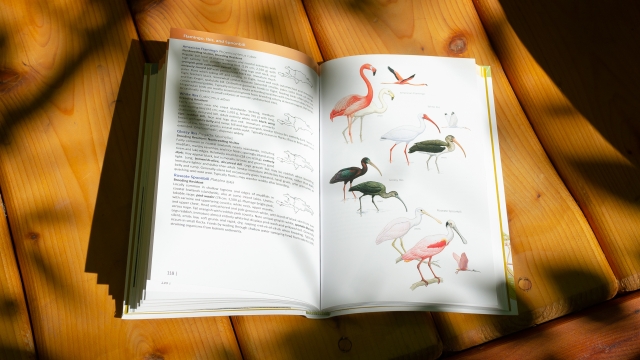 Birds of the DR and Haiti - flamingos ...