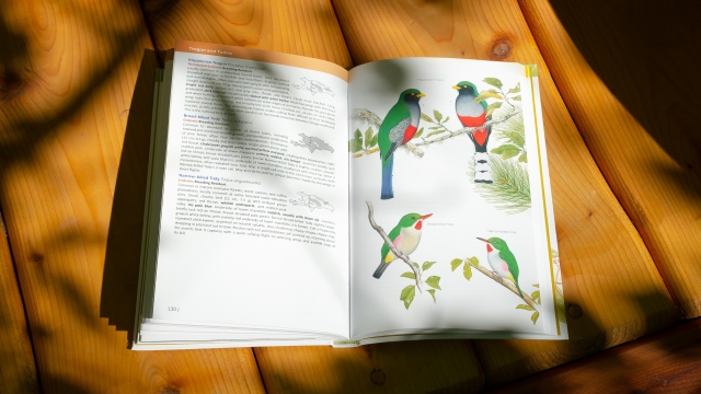 Birds of the DR and Haiti - trogon and todies