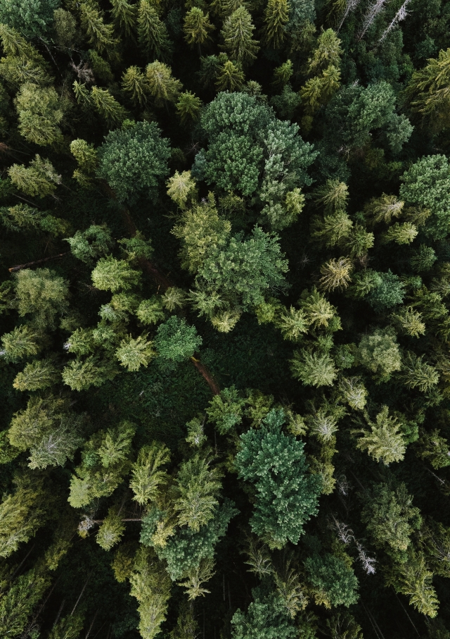 Arial view of trees