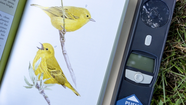 Backyard Birdsong Guide - pair of yellow birds