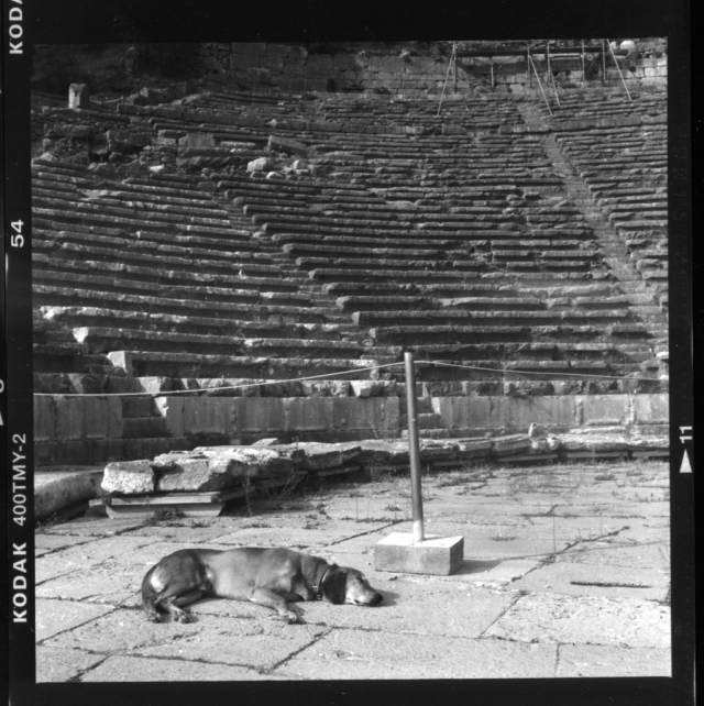 dog laying on the ground at Delphi