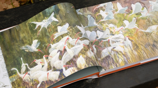 In the Footsteps of Audubon - 2 page color illustration of white geese flock