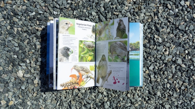 Pocket Guide to Birds of the Galapagos - vegetarian finch
