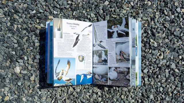 Pocket Guide to Birds of the Galapagos - Nazca Booby