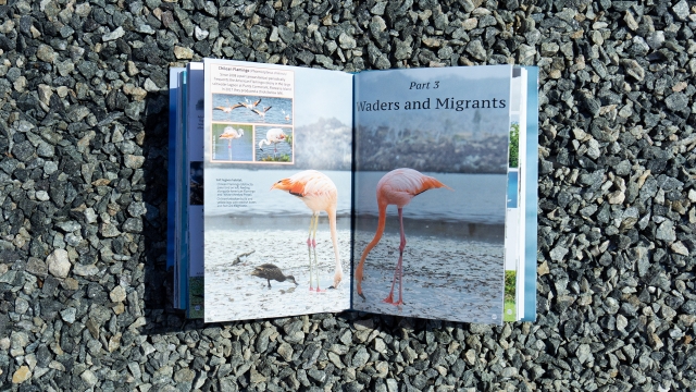 Pocket Guide to Birds of the Galapagos - Waders and Migrants