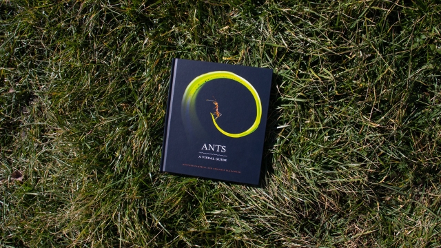 Ants - front cover