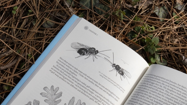 The Hidden Company That Trees Keep - female and male gall wasp illustrations