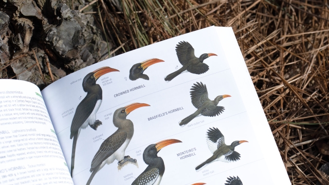 Birds of Southern Africa sample image - hornbills