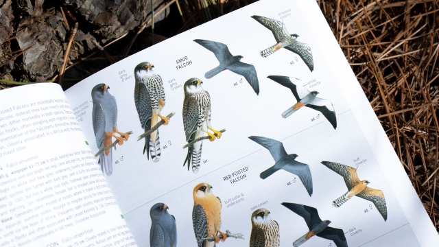 Birds of Southern Africa sample image - falcons