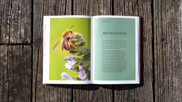 Bees of the World - Megachilidae 2 page spread