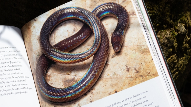 Snakes of the World - iridescent colored snake
