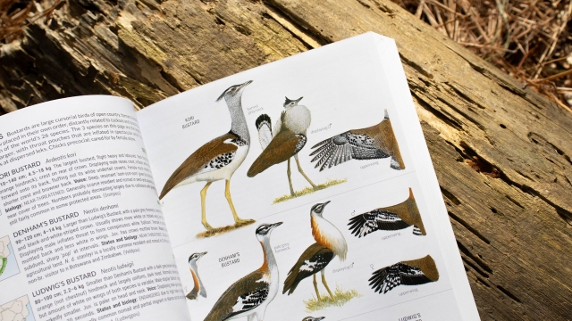 Birds of Southern Africa sample image - bustards