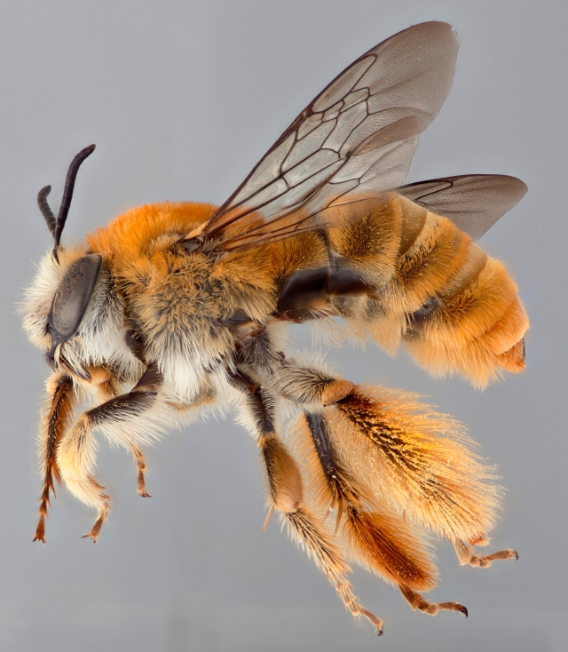 Lateral view of a specimen of the bee Syntrichalonia exquisita. The bee is orange in color and has long fuzzy legs and thick antennae.