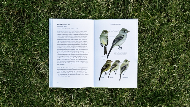 North American Flycatchers - Pine Flycatcher entry pagespread
