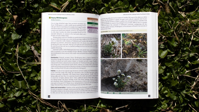 Teesdale's Special Flora - Hoary Whitlowgrass entry 2 page spread