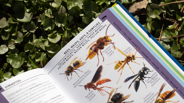 Insects of America - Bees, Wasps, Ants and Sawflies sample page closeup