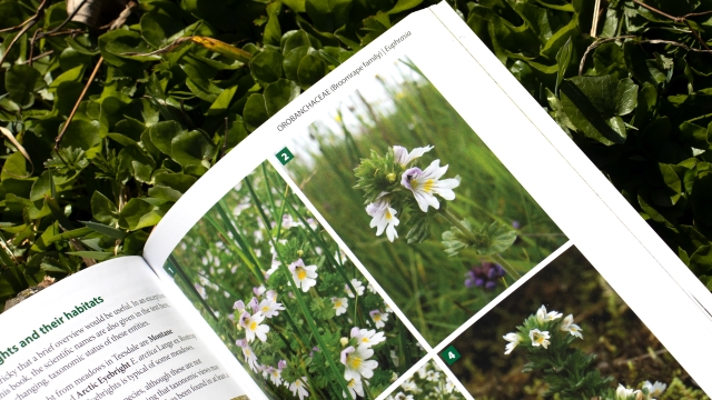 Teesdale's Special Flora - OROBANCHCACEAE (Broomrape family) Euphrasia