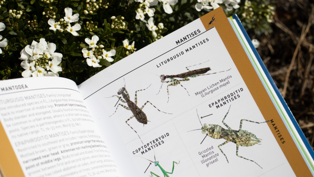 Insects of America - Mantises sample page closeup