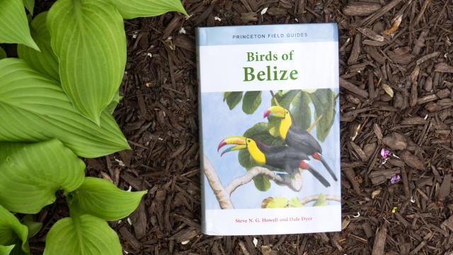 Birds of Belize - front book cover