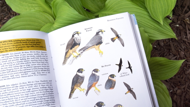 Birds of Belize - top of page showing Resident Falcons