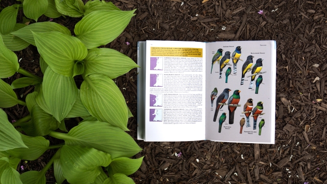 Birds of Belize - 2 page spread showing colorful Trogons