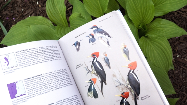 Birds of Belize - partial 2 page spread showing woodpecker sample entries