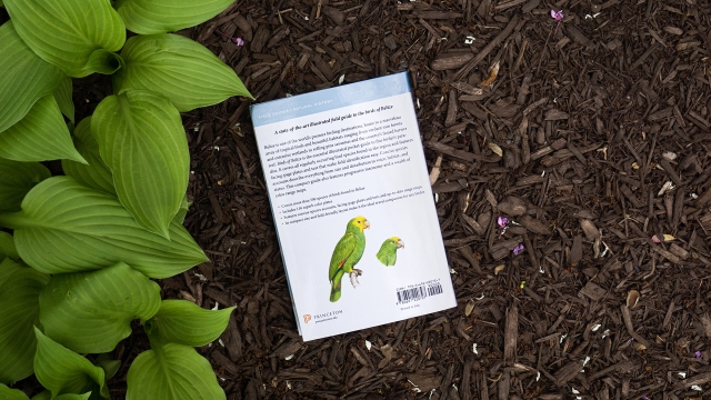 Birds of Belize - back book cover with illustration of green parrot