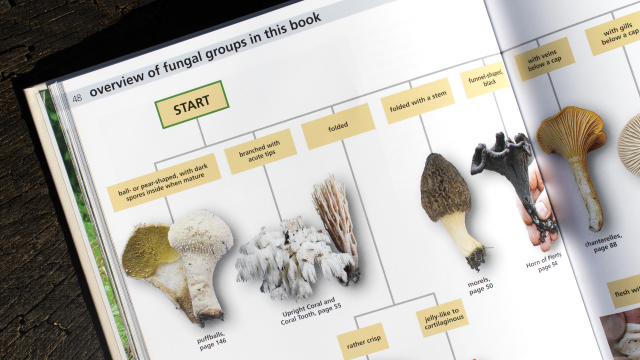 Edible Fungi of Britain and Northern Europe - overview of fungal groups partial book page image