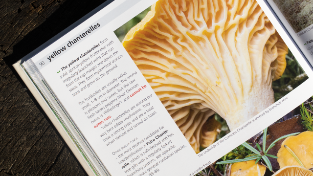 Edible Fungi of Britain and Northern Europe - yellow chanterelles mushroom image and description on book page
