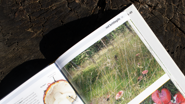 Edible Fungi of Britain and Northern Europe - red brittlegills mushrooms in tall grass field image on book page