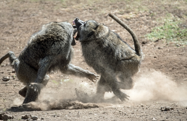 Two baboons fighting
