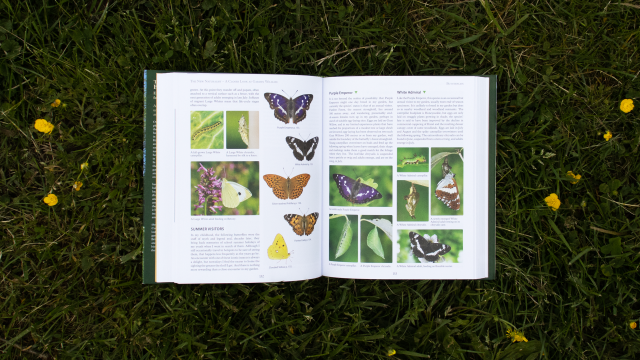 The Biodiversity Gardener - 2 page spread showing butterfly photos