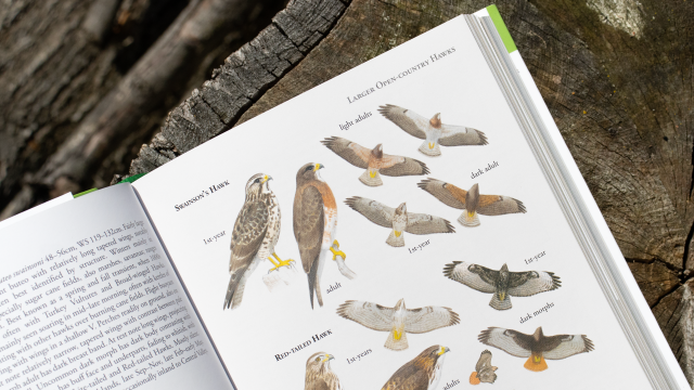 Birds of Costa Rica - top right of page, Larger Open-Country Hawks examples