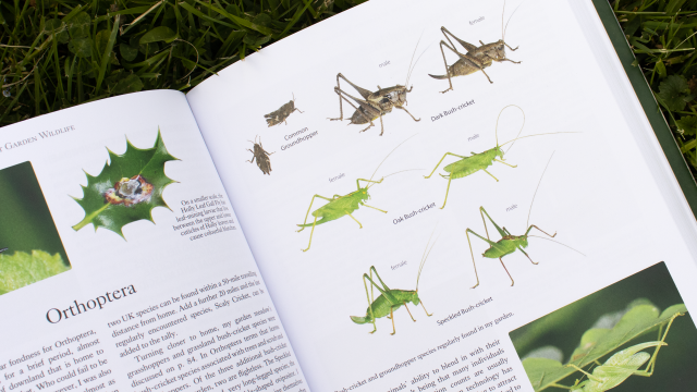 The Biodiversity Gardener - top of right facing page with Orthoptera - grasshopper and cricket photos