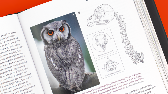 Tooth and Claw - White-face Scops Owl photo and skeletal diagrams on top of page