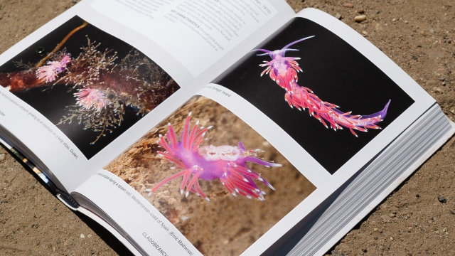 Nudibranchs of Britain, Ireland and Northern Europe - Cladobranchia entry colorful 2 page spread